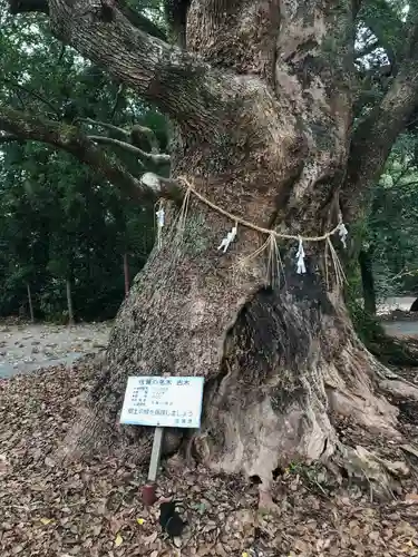 千栗八幡宮の自然