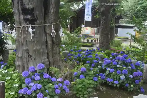 磐井神社の自然