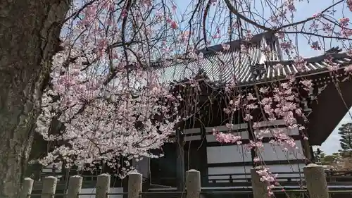 妙顯寺（妙顕寺）の自然
