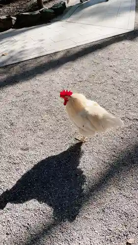 熱田神宮の動物