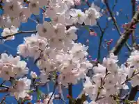 三輪神社の自然