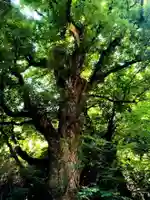 健男霜凝日子神社の自然