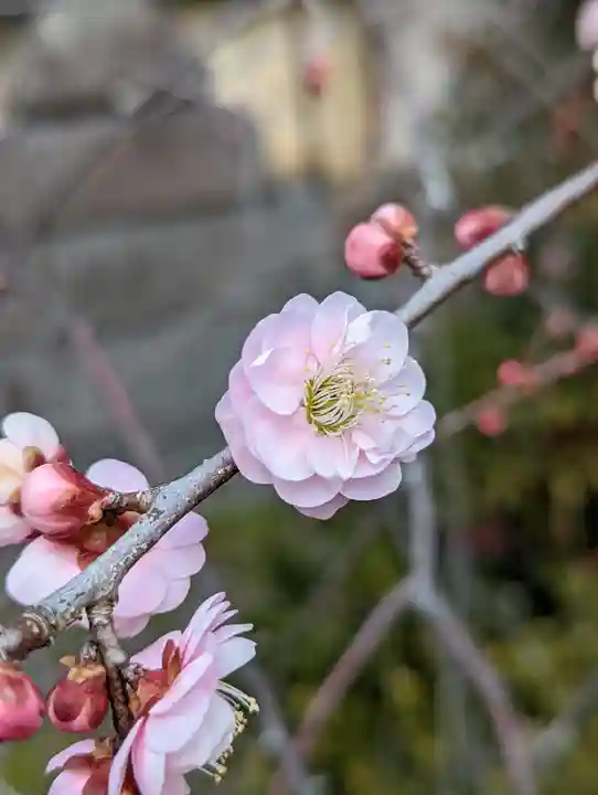 梅宮大社(京都府)