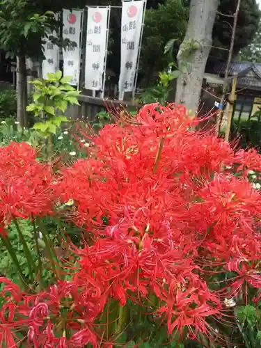 浅間神社の自然