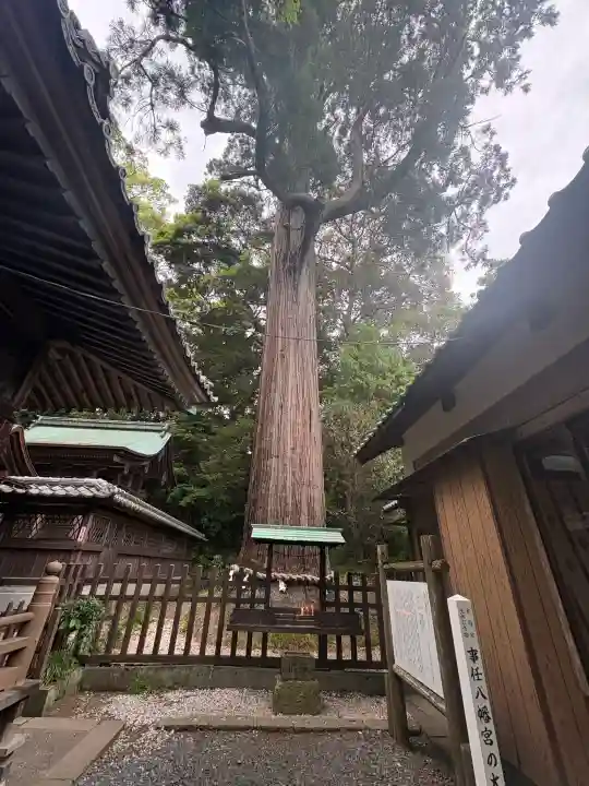 事任八幡宮の{uncategorized: "未分類", other: "その他", undefined: "問題あり", building: "その他建物", grave: "お墓", sacred_gate: "鳥居", guardian: "狛犬", statue: "像", buddha: "仏像", history: "歴史", nature: "自然", garden: "庭園", animal: "動物", pagoda: "塔", temizu: "手水舎", mountain_gate: "山門・神門", sanctuary: "本殿・本堂", subordinate: "末社・摂社", art: "芸術", scenery: "景色", jizo: "地蔵", ema: "絵馬", goshuin: "御朱印", omikuji: "おみくじ", items: "授与品その他", amulet: "お守り", goshuincho: "御朱印帳", eats: "食事", festival: "お祭り", votive_dance: "神楽", shichigosan: "七五三参", wedding: "結婚式", experience: "体験その他", initially: "初詣", around: "周辺", anti_infection: "感染症対策"}