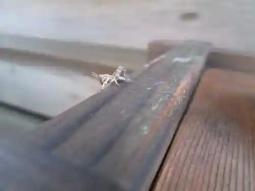 屋久島大社の動物