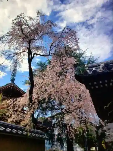 新井薬師（梅照院）(東京都)