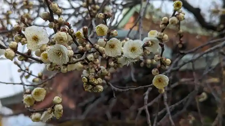 北野天満宮の自然