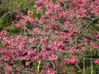 大乗院(大分県)