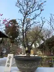 菅原天満宮（菅原神社）の自然