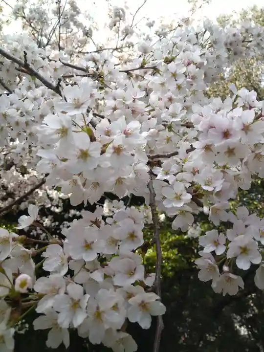 阿智神社の自然