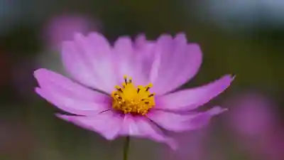 般若寺 ❁﻿コスモス寺❁(奈良県)