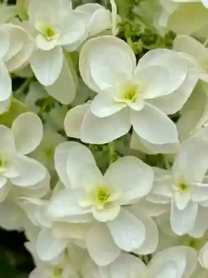 六孫王神社(京都府)