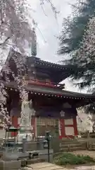 新井薬師（梅照院）(東京都)