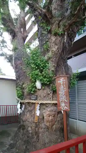 押切稲荷神社の自然