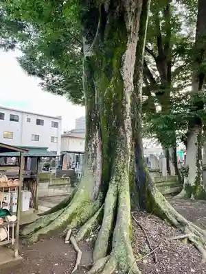 清巌寺(栃木県)