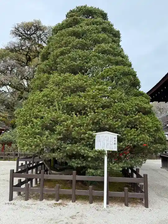 賀茂御祖神社(下鴨神社)の自然