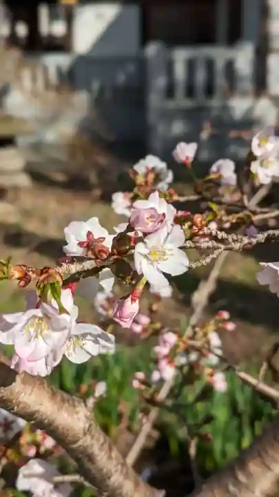 新琴似神社の自然
