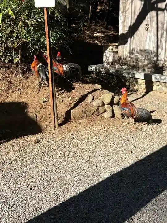 天岩戸神社の{uncategorized: "未分類", other: "その他", undefined: "問題あり", building: "その他建物", grave: "お墓", sacred_gate: "鳥居", guardian: "狛犬", statue: "像", buddha: "仏像", history: "歴史", nature: "自然", garden: "庭園", animal: "動物", pagoda: "塔", temizu: "手水舎", mountain_gate: "山門・神門", sanctuary: "本殿・本堂", subordinate: "末社・摂社", art: "芸術", scenery: "景色", jizo: "地蔵", ema: "絵馬", goshuin: "御朱印", omikuji: "おみくじ", items: "授与品その他", amulet: "お守り", goshuincho: "御朱印帳", eats: "食事", festival: "お祭り", votive_dance: "神楽", shichigosan: "七五三参", wedding: "結婚式", experience: "体験その他", initially: "初詣", around: "周辺", anti_infection: "感染症対策"}