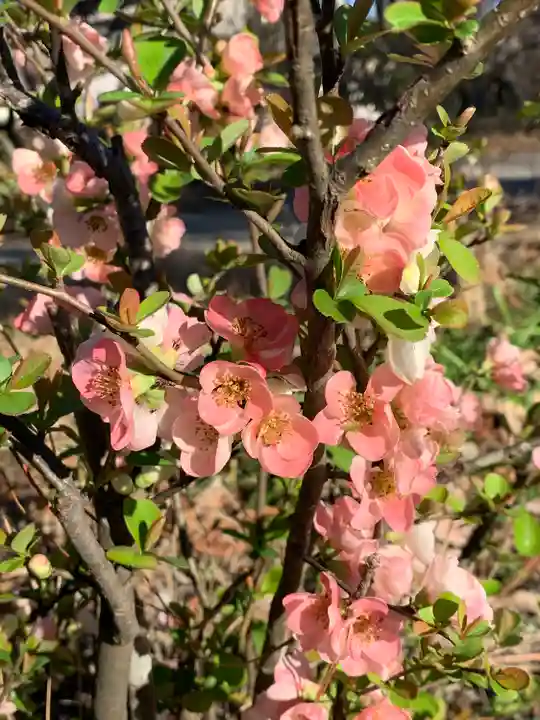 慈恩寺(埼玉県)