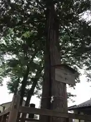 布制神社の自然