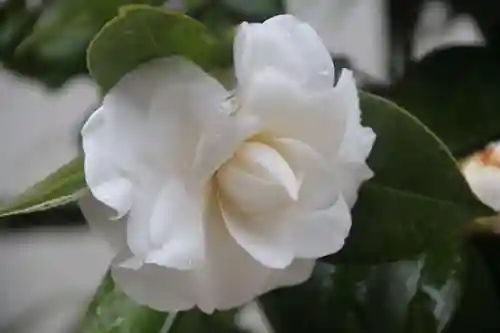 阿邪訶根神社の庭園