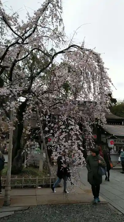 平野神社の自然