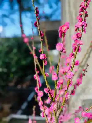 福井神社(福井県)