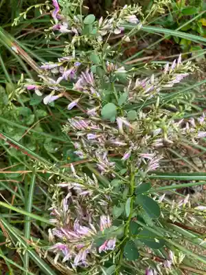 神吉八幡神社(兵庫県)