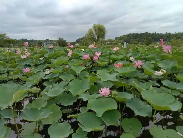 蛟蝄神社門の宮(茨城県)