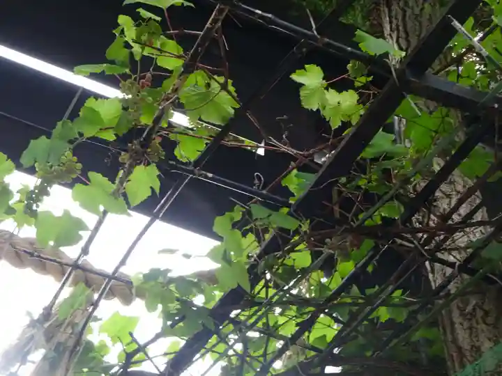 菊名神社の自然