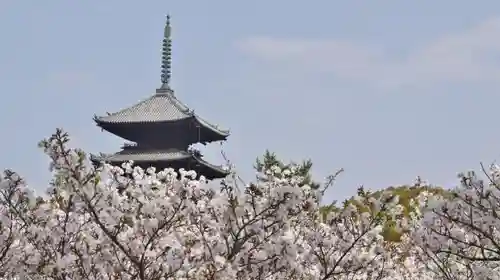 仁和寺の自然