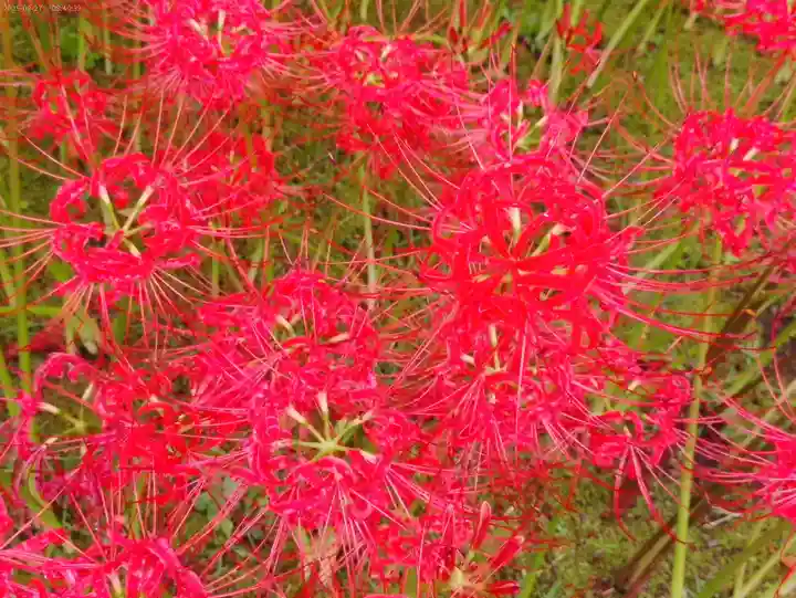 横浜 西方寺の自然