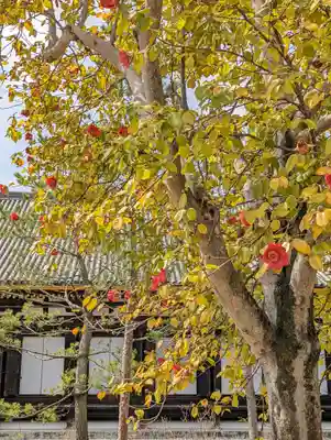 蓮華王院（三十三間堂）(京都府)