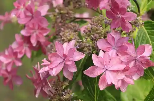 梅宮大社(京都府)