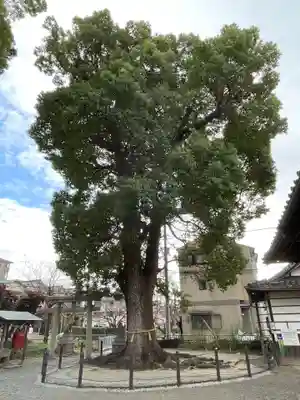 五社神社(京都府)