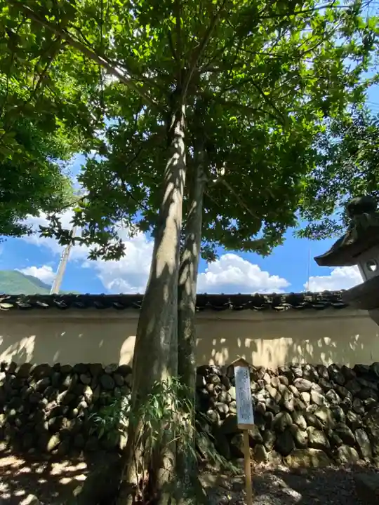 舩井神社の自然