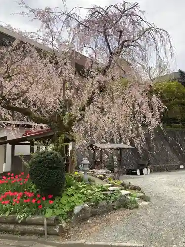 泉蔵寺の庭園