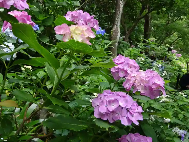 長谷寺(神奈川県)