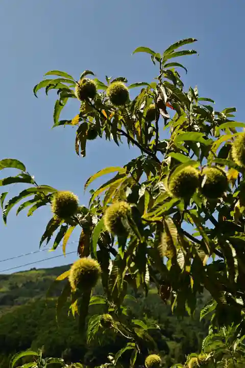 三島神社(川中)(愛媛県)
