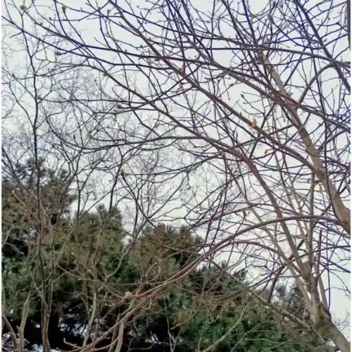 彌彦神社　(伊夜日子神社)(北海道)