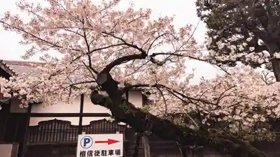 寛永寺(根本中堂)の自然