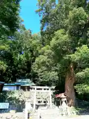 諏訪神社の鳥居