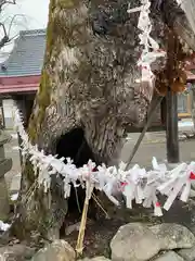 田出宇賀神社の建物その他