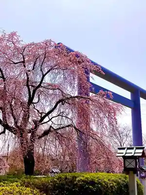 櫻木神社(千葉県)