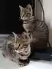 えりっぺ