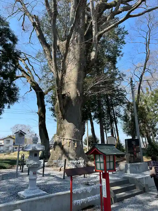 薬師寺八幡宮(栃木県)