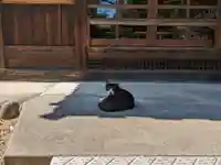 八幡社(柏井町)の動物