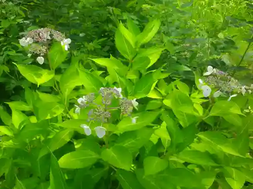 浄光明寺の自然