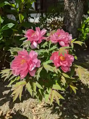 六孫王神社(京都府)